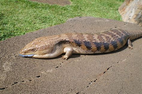 Blue-Tongued Skink - Honolulu Zoo Society