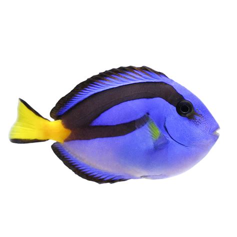 Blue Tang Fish Care Guide: Size, Facts, Photos, Tank Mates, 57% OFF