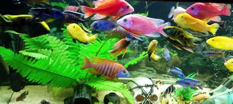 17.4. Lake Malawi Cichlids