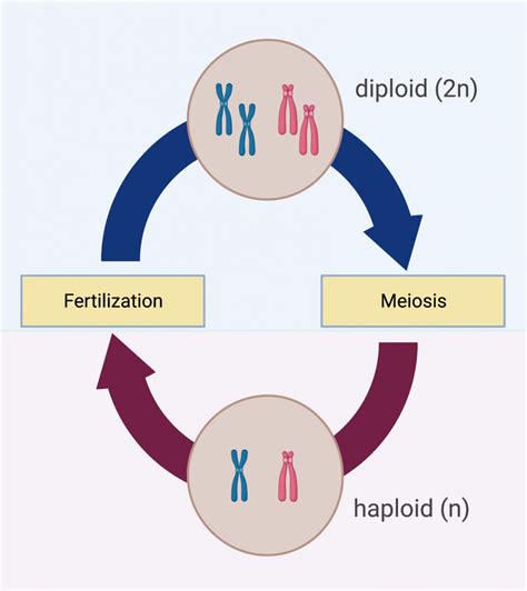 18.1 Sexual Reproduction – College Biology I