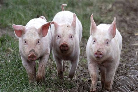 Pig Farming: 7 Important Pig Breeds in India