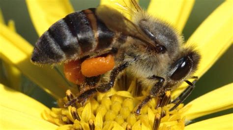 South African bees: 'One million die in Cape Town' - BBC News