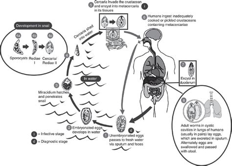 Life Cycle Of Paragonimus Westermani