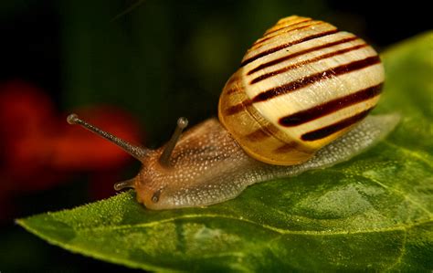 snail side view | LHG Creative Photography | Flickr