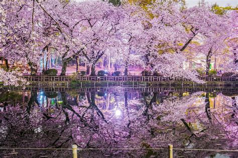 Inokashira Park Cherry Blossoms 2019 – Japan Travel Guide -JW Web Magazine