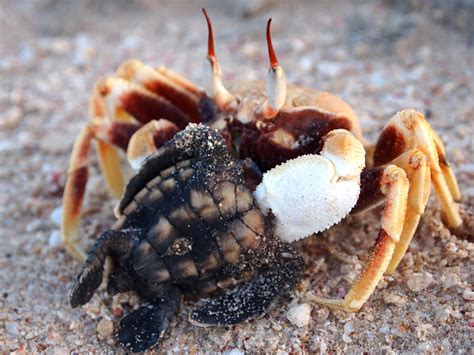 Tracking Turtles: One Of The Most Moving Wildlife Encounters