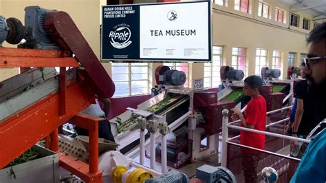 Tea Museum Kerala | Tea Manufacturing - YouTube