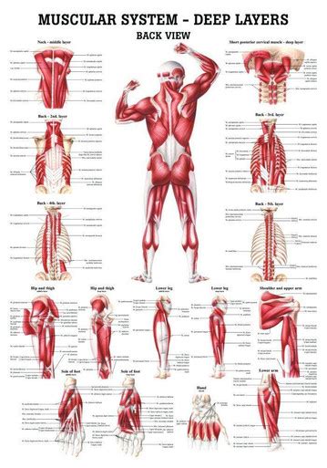 Rudiger Anatomie - The Muscular System - Deep Layers, Back Laminated ...