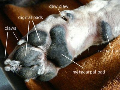 Understanding Your Dog: Her Sensational Paws - TP Blog