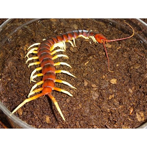 Amazon Giant Centipede - adults Dangerous - Strictly Reptiles