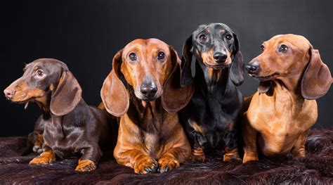 Dachshund - Wiener Dog - What is a Dachshund? Doxie Puppies