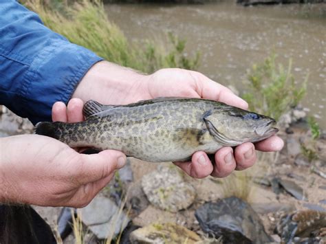 About Us - Inland Fisheries Research Group