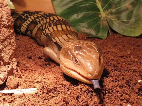 Eastern Blue Tongue Lizard | The Animal Facts | Diet, Habitat, Behaviour