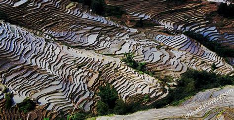 Yuanyang Rice Terraces, Yuanyang County, Honghe, Yunnan, China