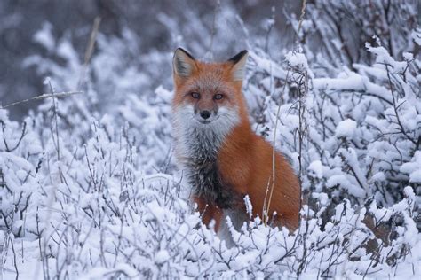 Red fox in snow - Jim Zuckerman photography & photo tours