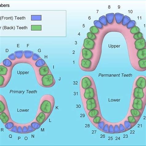 Tooth numbers chart. For pediatric dentistry infographic. . # ...