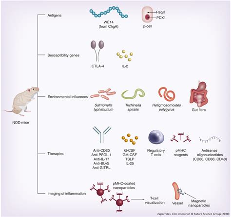 An update on the use of NOD mice to study autoimmune (Type 1) diabetes ...