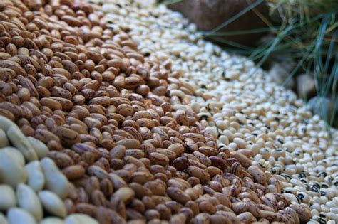 Heaps Of Beans Free Stock Photo - Public Domain Pictures