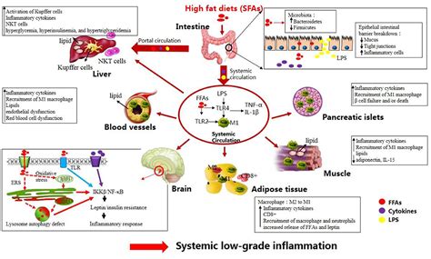 Frontiers | Inflammatory Links Between High Fat Diets and Diseases