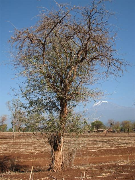 The Tree – African Blackwood Conservation Project