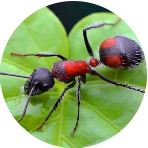 Ants – My Home Nature