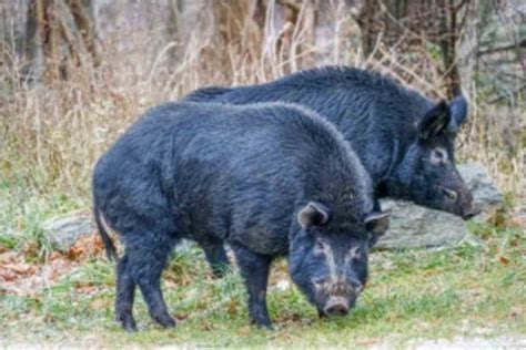 The Southern Appalachian Highlands Conservancy has created a working ...