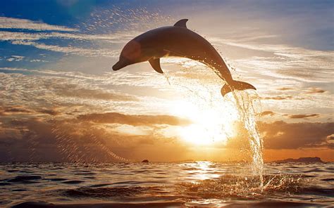 HD wallpaper: Dolphin jump, ocean, sea, spray, sunset | Wallpaper Flare