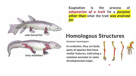 Exaptation and homologous traits - YouTube