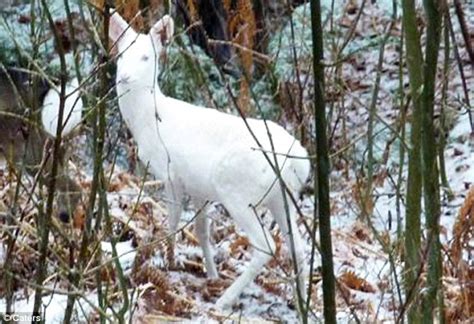 The rare sight of an albino fawn hiding in the wilderness