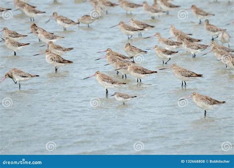 Bar-tailed Godwit at the Miranda Shorebird Centre Stock Photo - Image of ocean, shorebird: 132668808