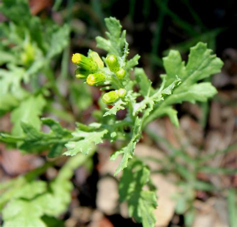 Senecio vulgaris – eFlora of India