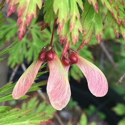 Japanese Maple Seeds - Mendocino Maples Nursery