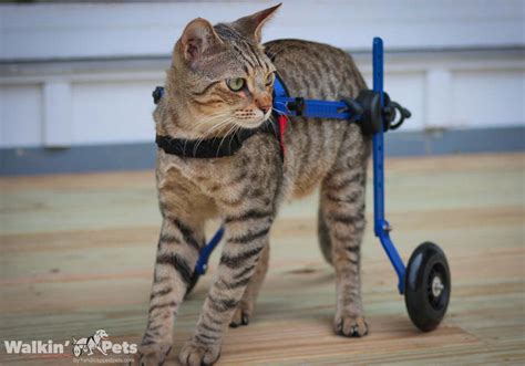 Cat Wheelchair | Walkin' Wheels Wheelchair for Cats | Handicapped Pets