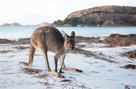 A Guide to Australian Wildlife (That Won’t Kill You)