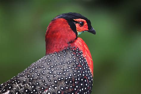 Western Tragopan in Great Himalayan National Park | Bubo Birding