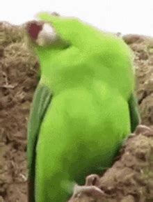 Parrot Gif Animation