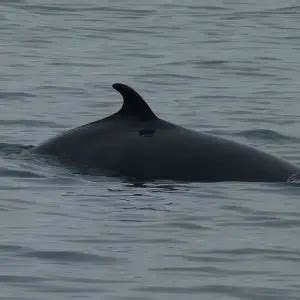 Common Minke Whale - Facts, Diet, Habitat & Pictures on Animalia.bio