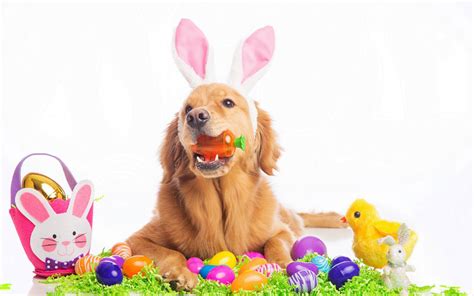 Fun Easter activities for dogs - Dogslife. Dog Breeds Magazine