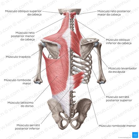 Músculo trapézio - Origem, inserção, função e inervação | Kenhub