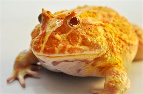 albino pacman frog | toto hartono | Flickr