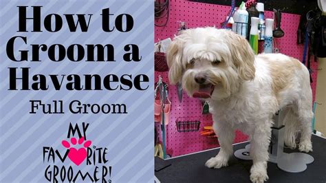 How to Groom a Havanese - YouTube