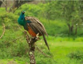 Bandipur National Park - Safari Timings, Location, How to Reach.