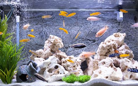 10 Best Fish for 55 Gallon Aquarium (With Pictures) - AquariumNexus