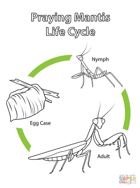 Life Cycle of Praying Mantis coloring page | Free Printable Coloring Pages