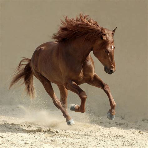 Photographs of Horses - Incredible Gallery of Horses Pictures.