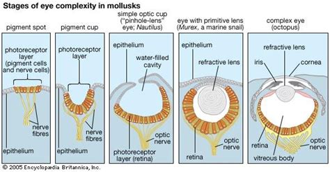 Eye | anatomy | Britannica.com