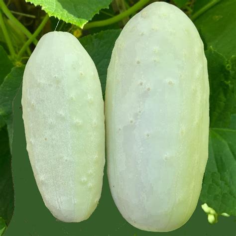 White Wonder Cucumber Seed Packets | Miniature White Cucumber Seeds