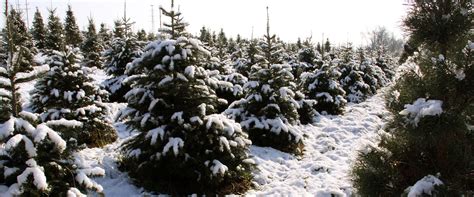 Our Christmas Trees – Perfect Christmas Tree Farm