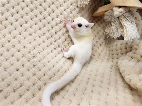 Leucistic Sugar Glider - Best Reptiles and exotics USA