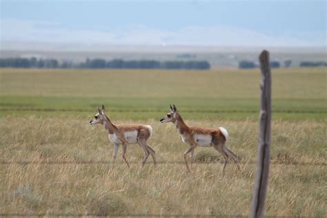 Pronghorn | Wildlife Genomics & Disease Ecology